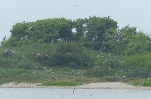 Rookery